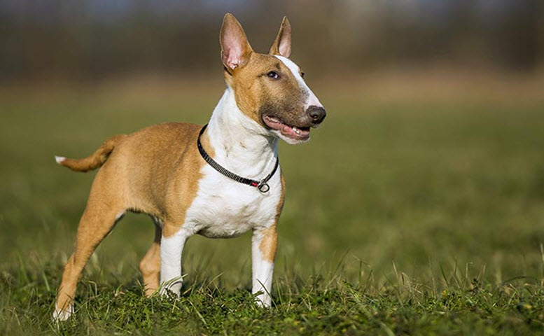 Miniature Bull Terriers dog