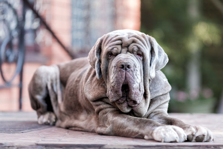 Neapolitan Mastiff