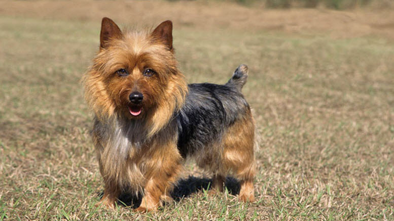 Australian Terrier