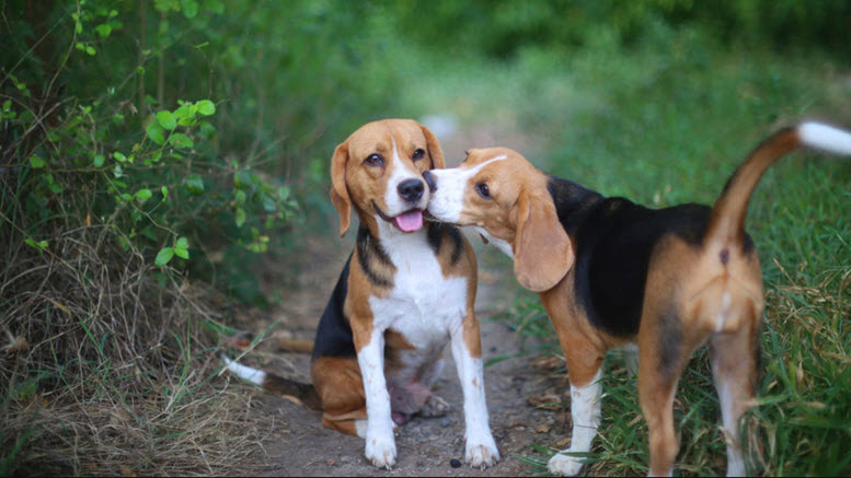 Small breed Beagles dog