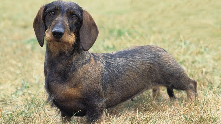 Small breed Dachshunds dog