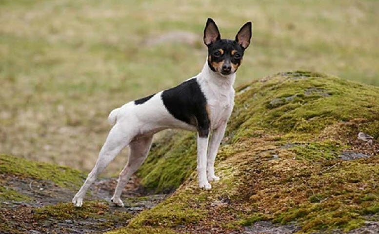 Small breed Toy Fox Terrier dog