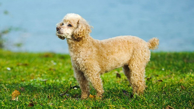 Small breed Toy Poodles