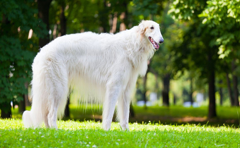 Borzoi