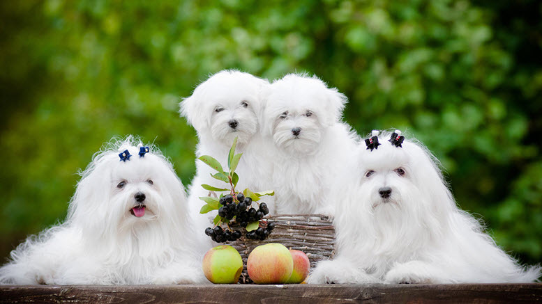 cute names for white dogs