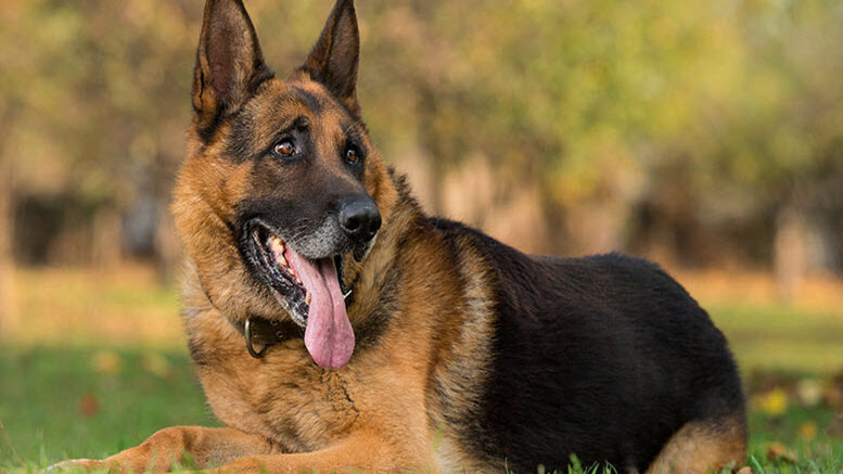 The German Shepherd Dog is a medium to large working breed dog native to Germany.