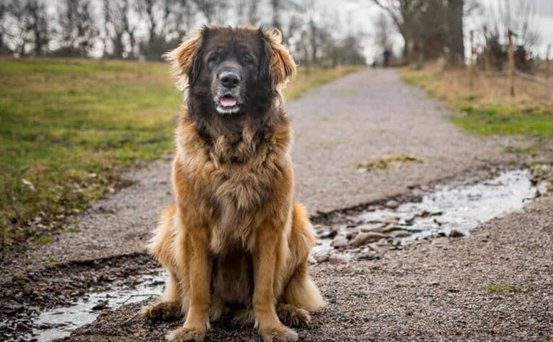 unique strong boy dog names