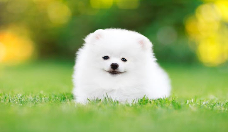 white puppy names