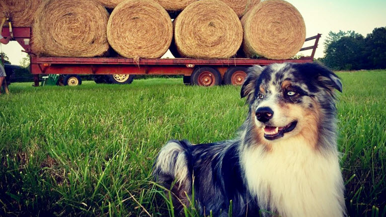 farm dog names boy