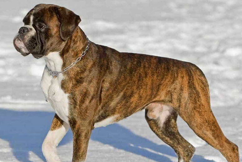 boxer dog names boy