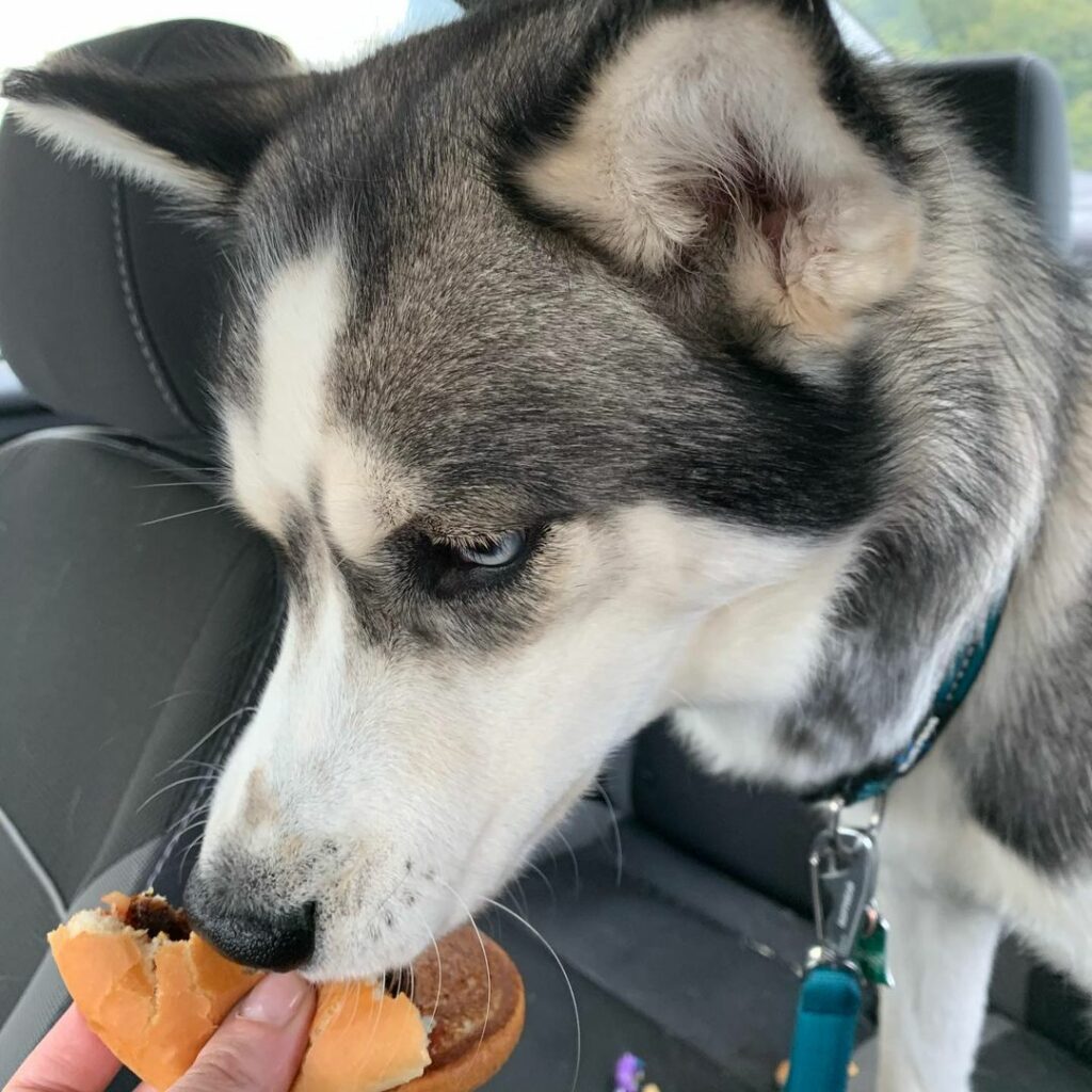  Husky eat bread