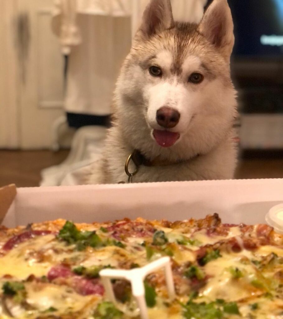 Husky eat