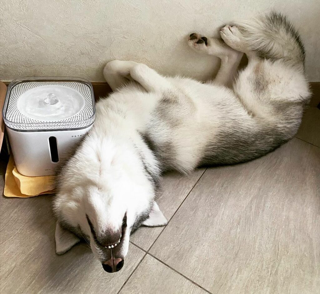 Husky sleep | Huskies sleep