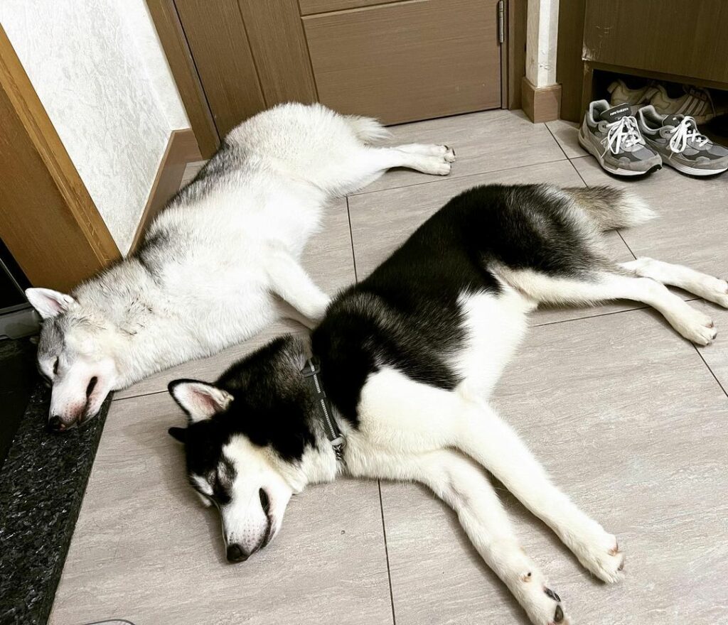 Husky sleep | Huskies sleep