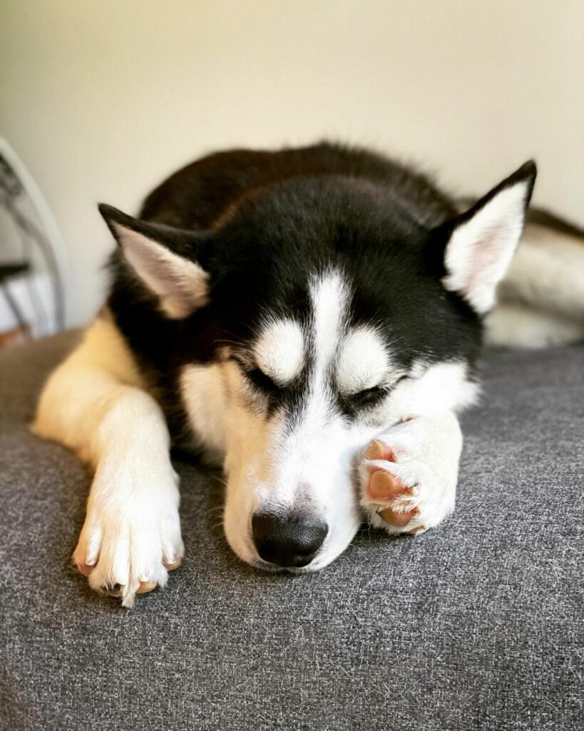 Husky sleep | Huskies sleep