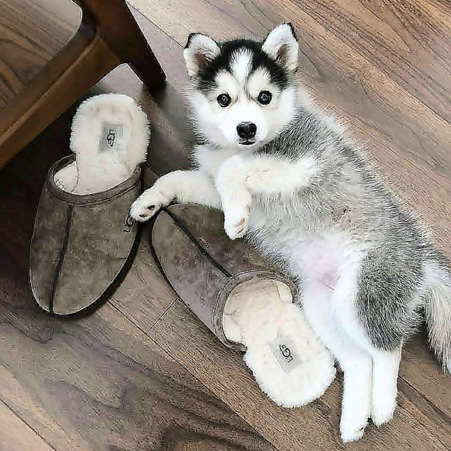 too cute husky puppies