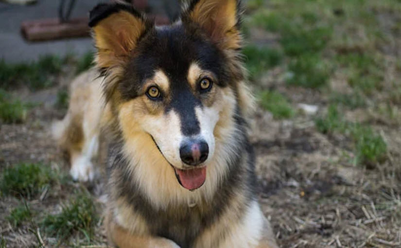 Husky mix with German shepherd