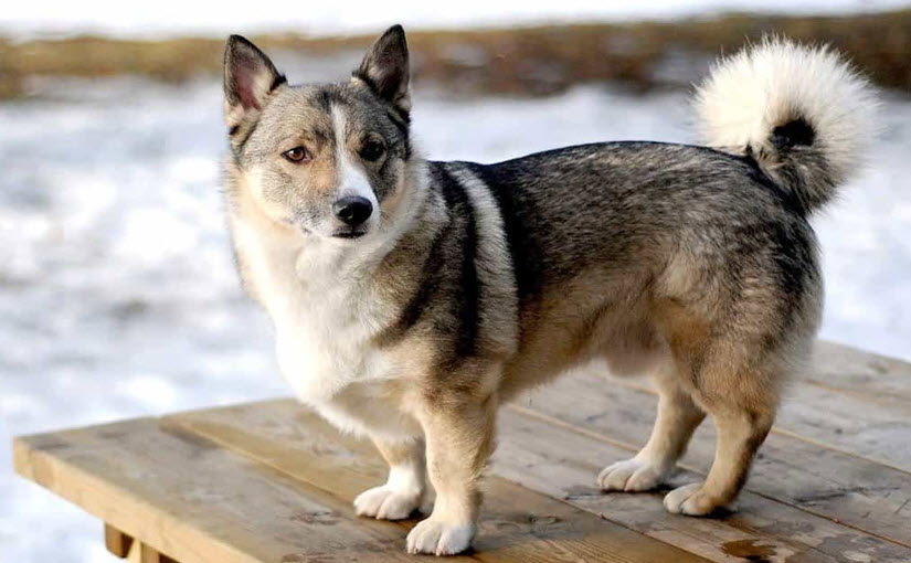 Husky mix with Corgi