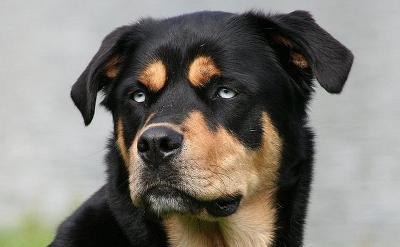 Husky mix with Rottweiler