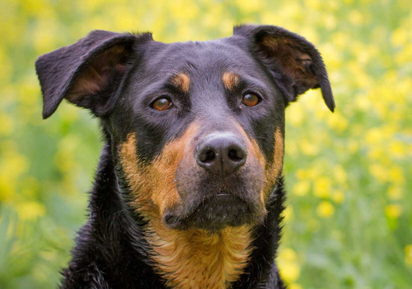 11. English foxhound Rottweiler mix