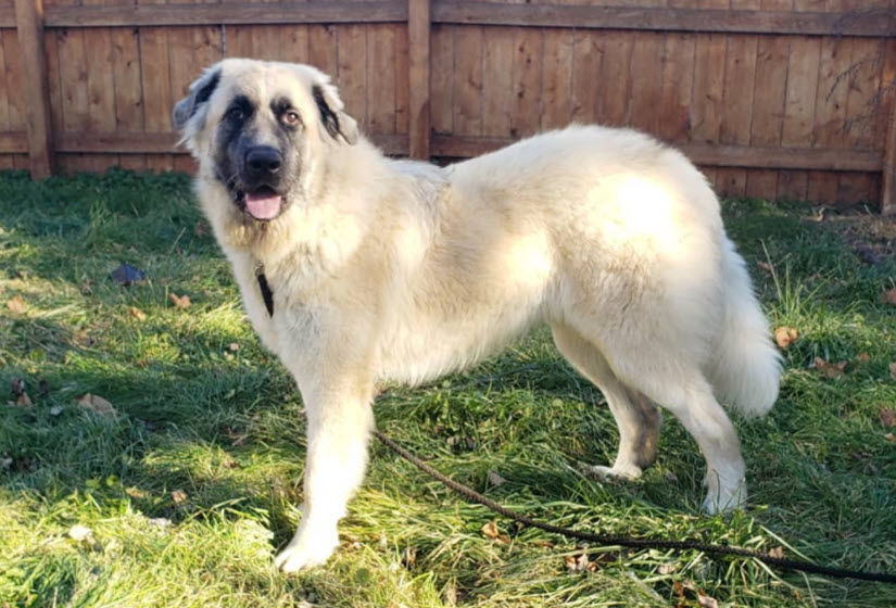 Anatolian Shepherd