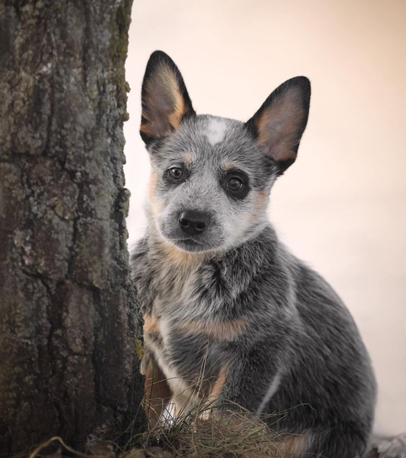 Australian Cattle Dog