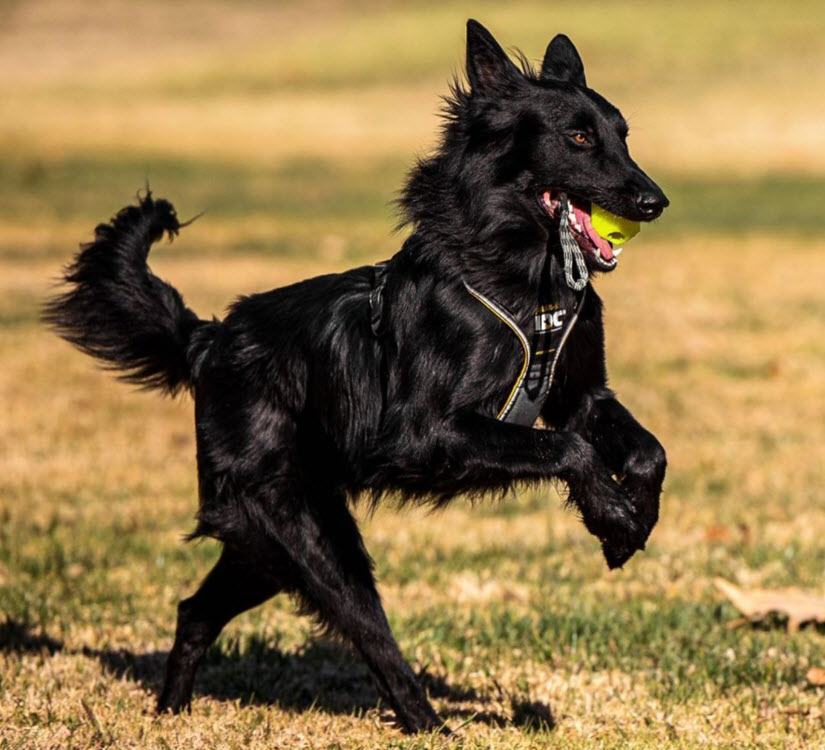 Belgian Sheepdog