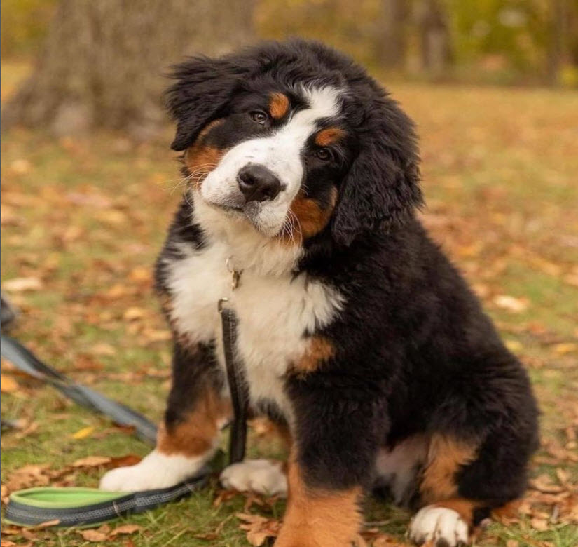 Bernese Mountain Dog