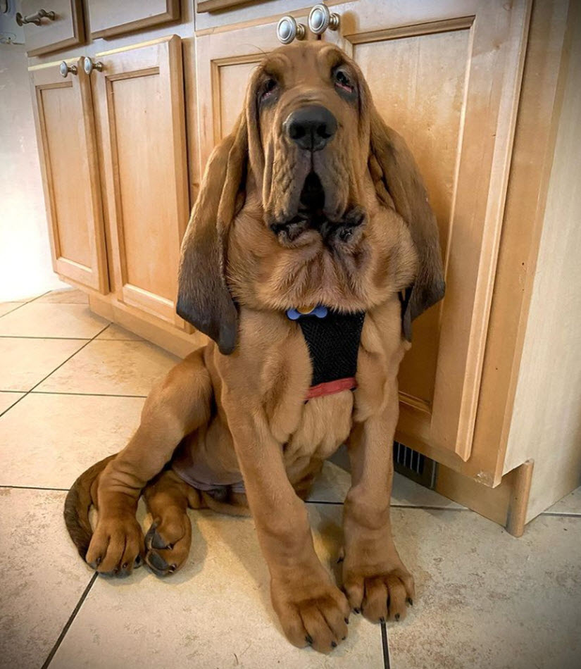 Bloodhound