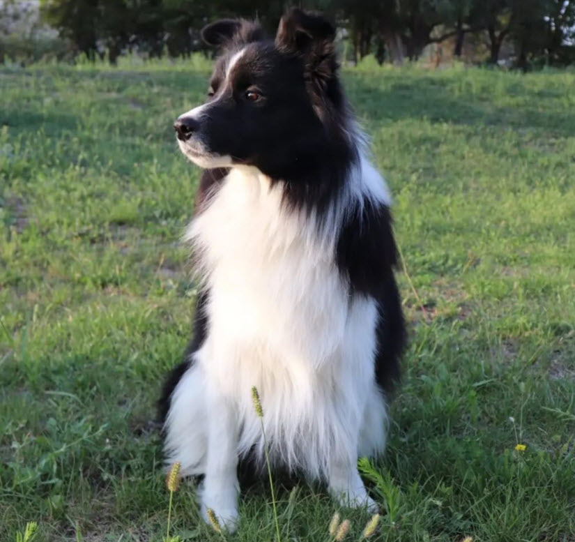 Border collie