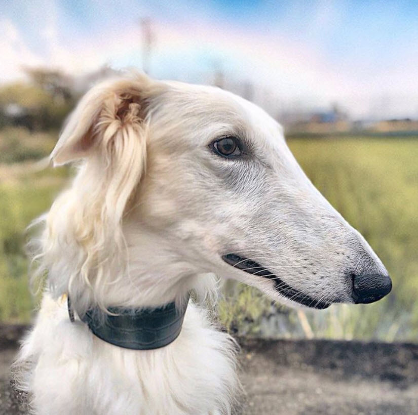 Borzoi