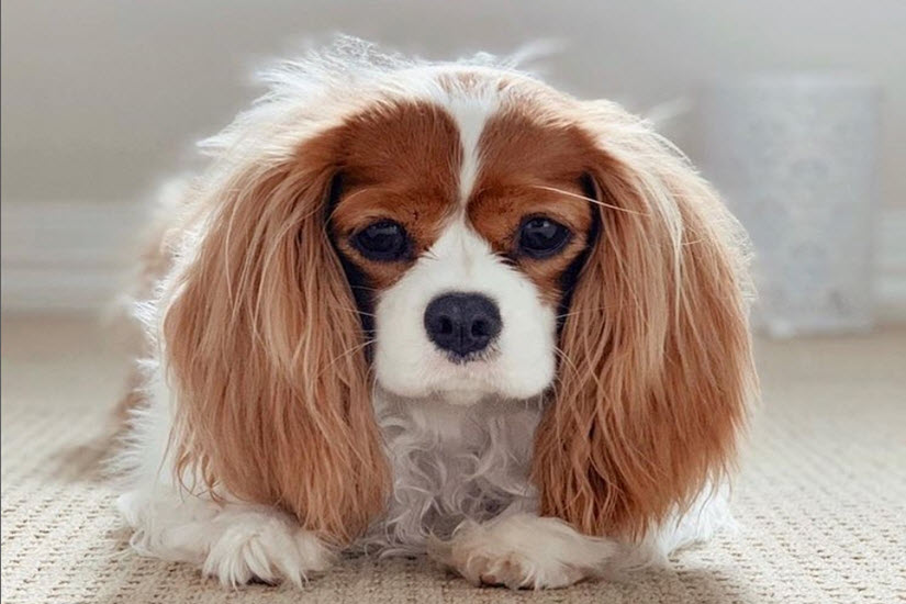 Cavalier King Charles Spaniel