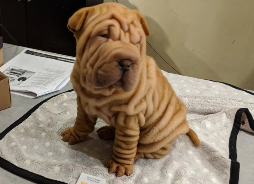 Chinese Shar-Pei