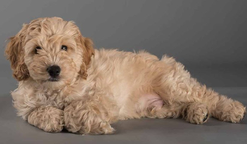 Cocker spaniel mix with a Poodle