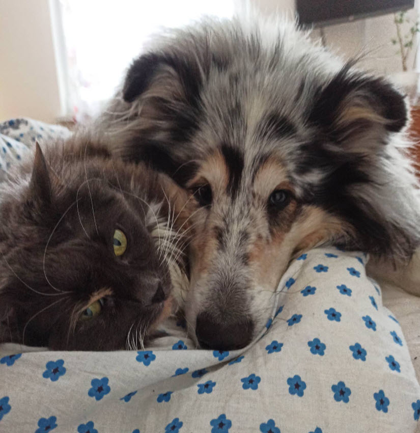 Collie and cat