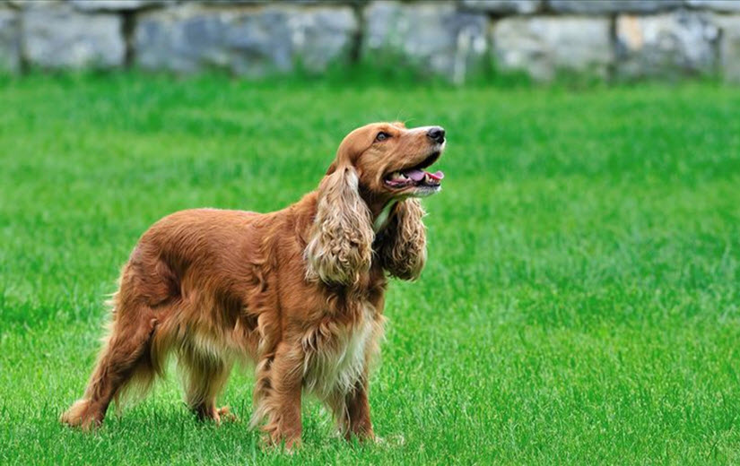 English Cocker Spaniel