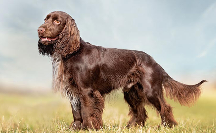 Field Spaniel