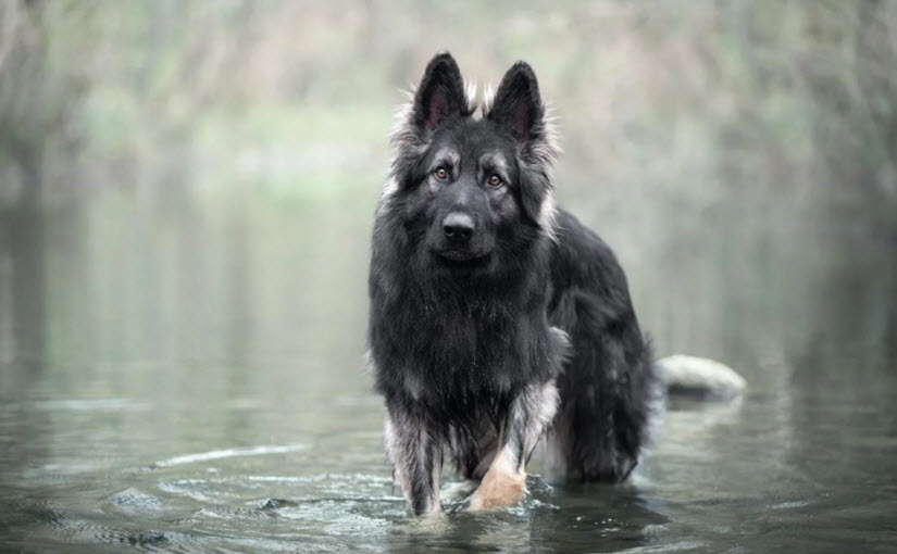 German Shepherd