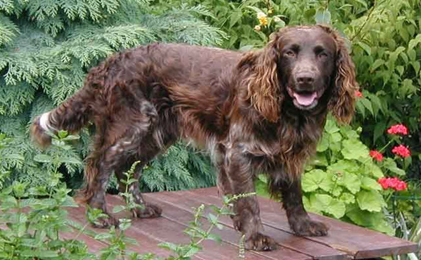 Breeds of Spaniel: Top 25 Spaniel type dogs