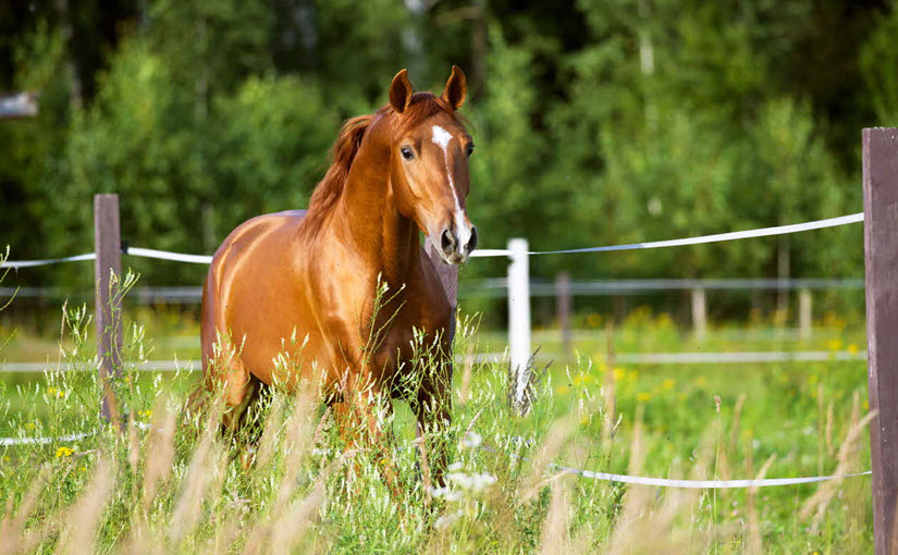 Horse names Australia