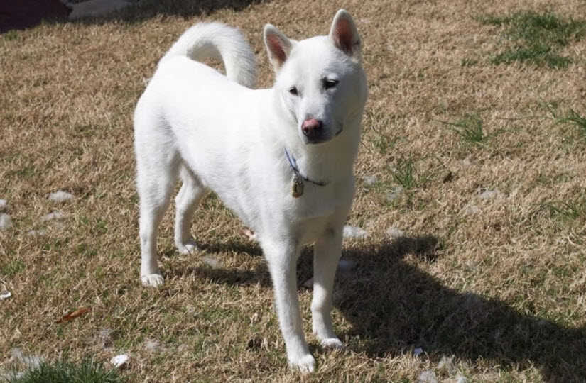 Kishu Inu