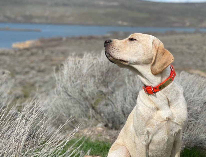 Labrador Retriever