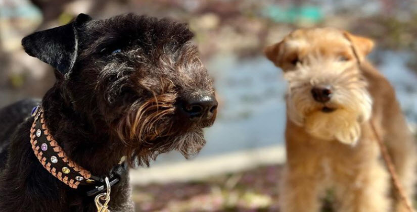 Lakeland Terrier