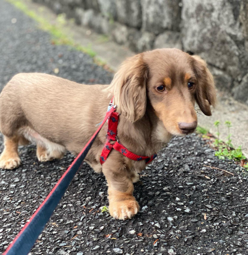 Miniature Dachshund