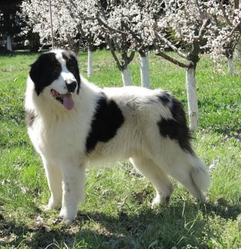 Romanian Bucovina Shepherd