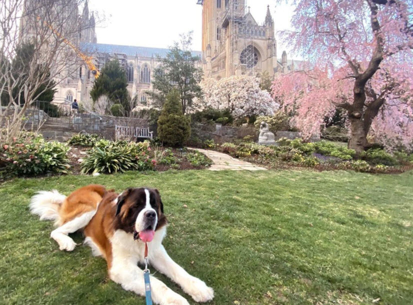 Saint Bernard