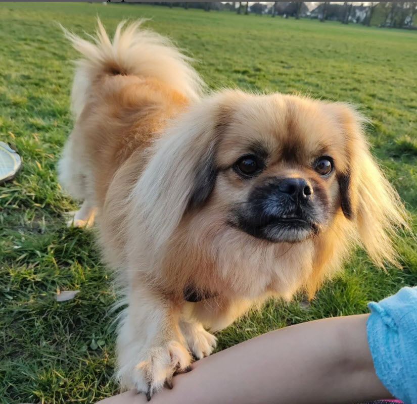 Tibetan spaniel