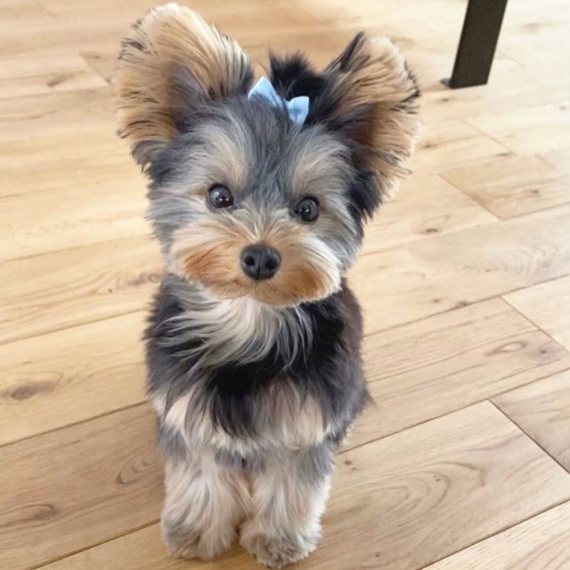 Yorkshire Terrier