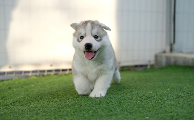 Female husky names: 300+ Ideas For Your puppy