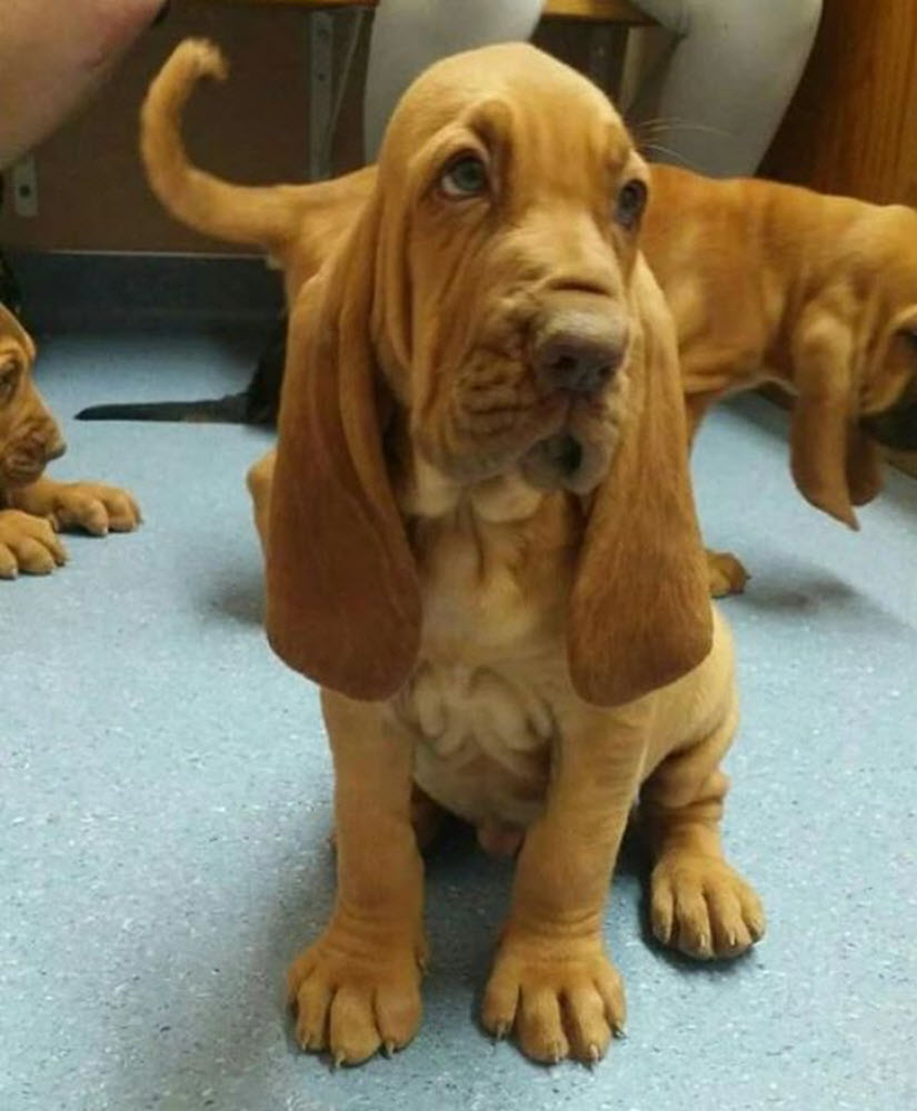 Cute Bloodhounds